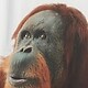 optic white orangutan